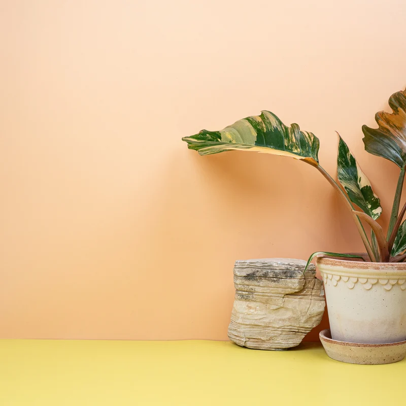 PHILODENDRON CARAMEL MARBLE