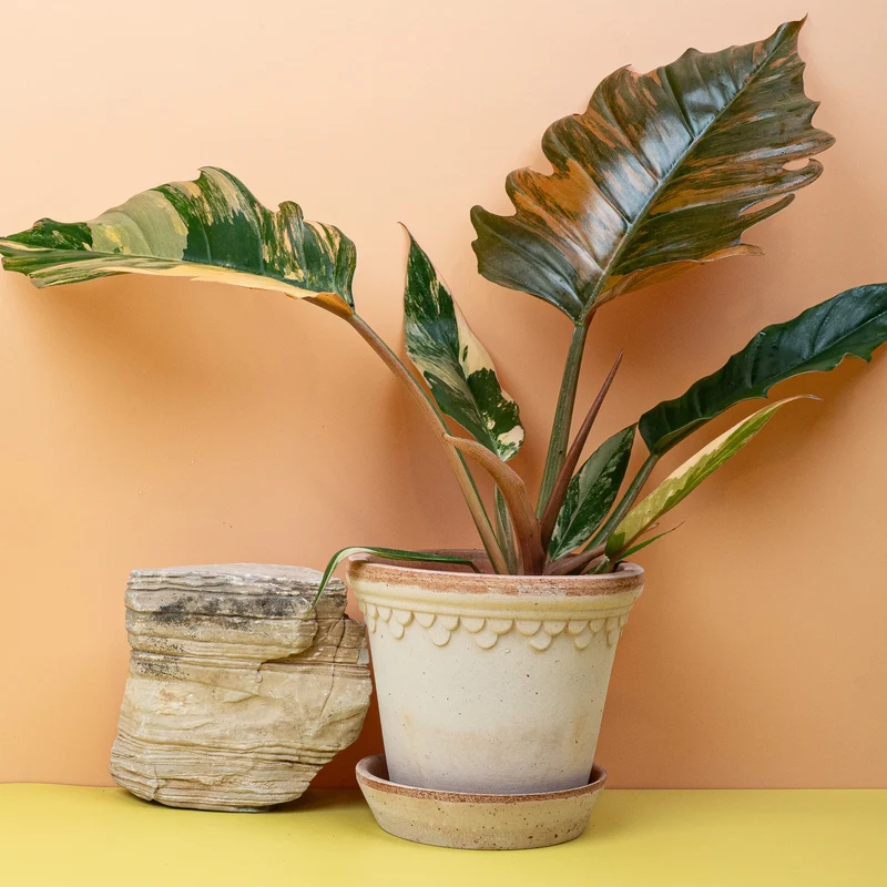 PHILODENDRON CARAMEL MARBLE