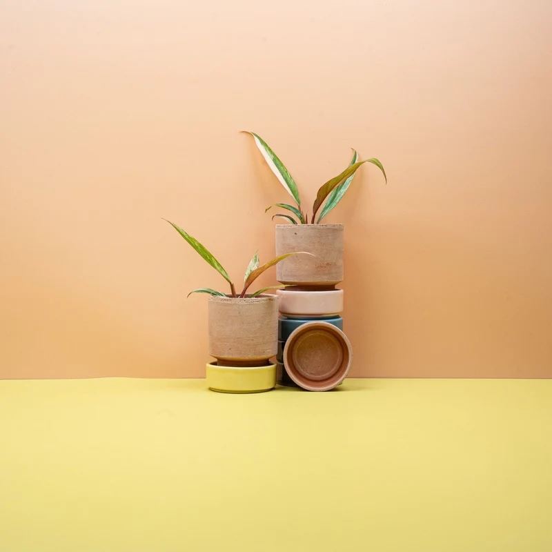 PHILODENDRON CARAMEL MARBLE