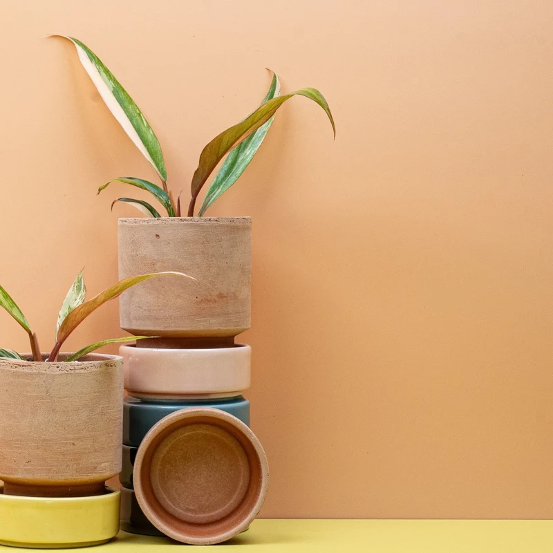 PHILODENDRON CARAMEL MARBLE