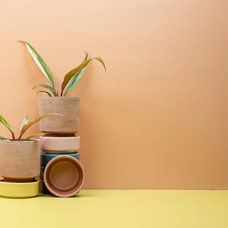 PHILODENDRON CARAMEL MARBLE