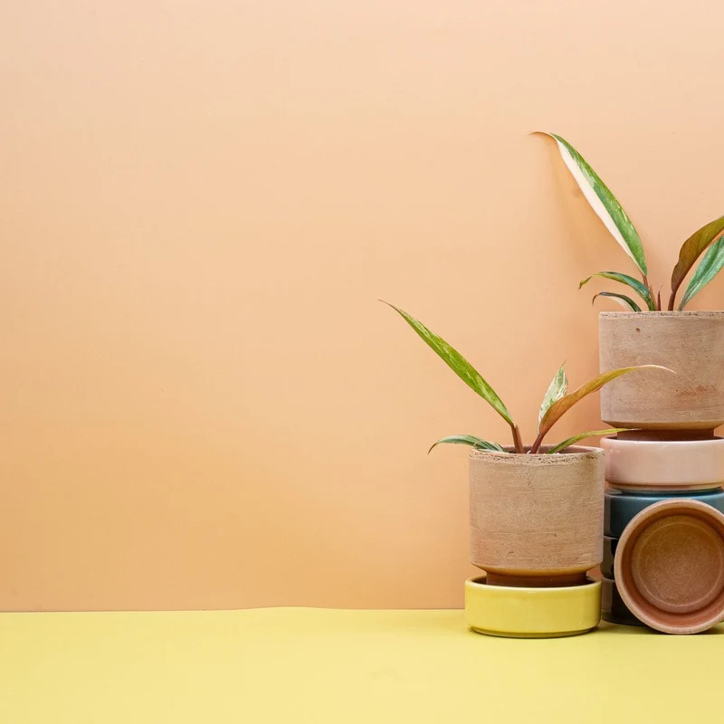 PHILODENDRON CARAMEL MARBLE