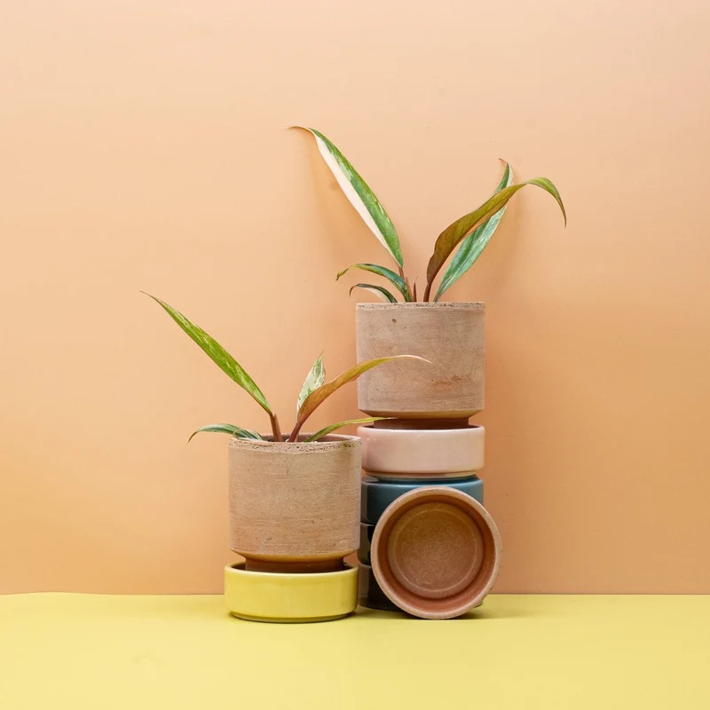 PHILODENDRON CARAMEL MARBLE