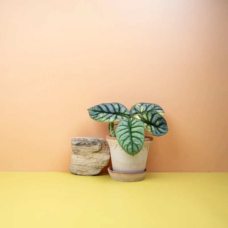 ALOCASIA SILVER DRAGON VARIEGATA