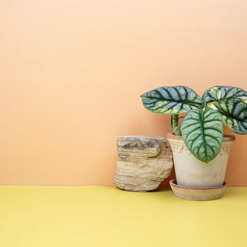 ALOCASIA SILVER DRAGON VARIEGATA