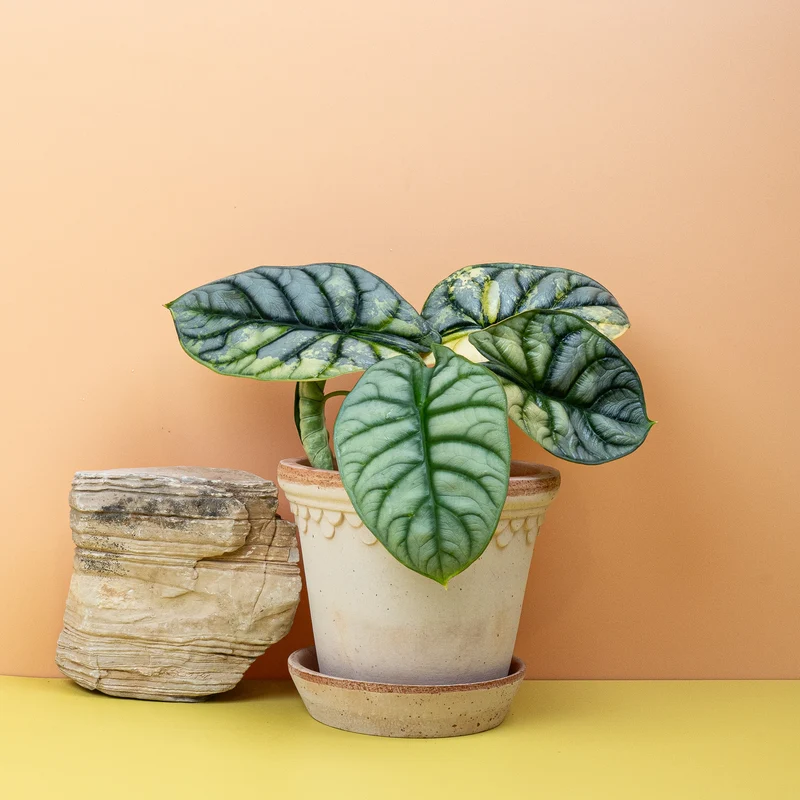 ALOCASIA SILVER DRAGON VARIEGATA