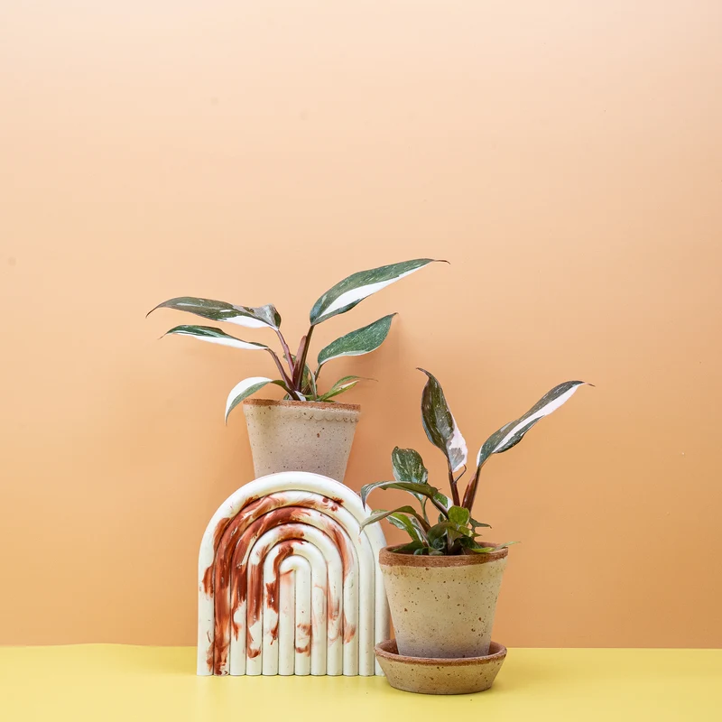 PHILODENDRON RED ANDERSON