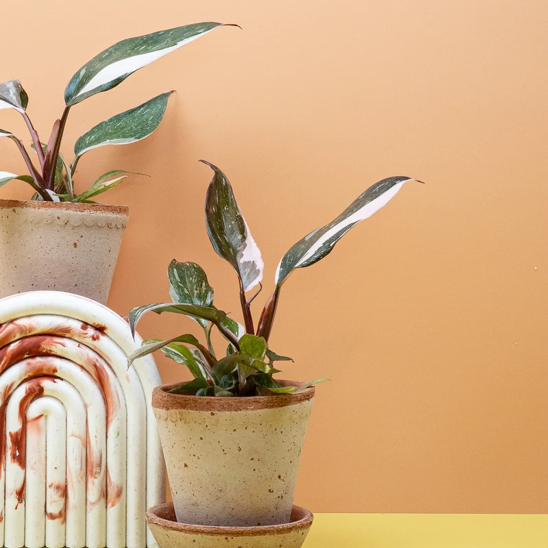 PHILODENDRON RED ANDERSON