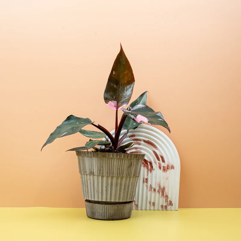 PHILODENDRON RED ANDERSON