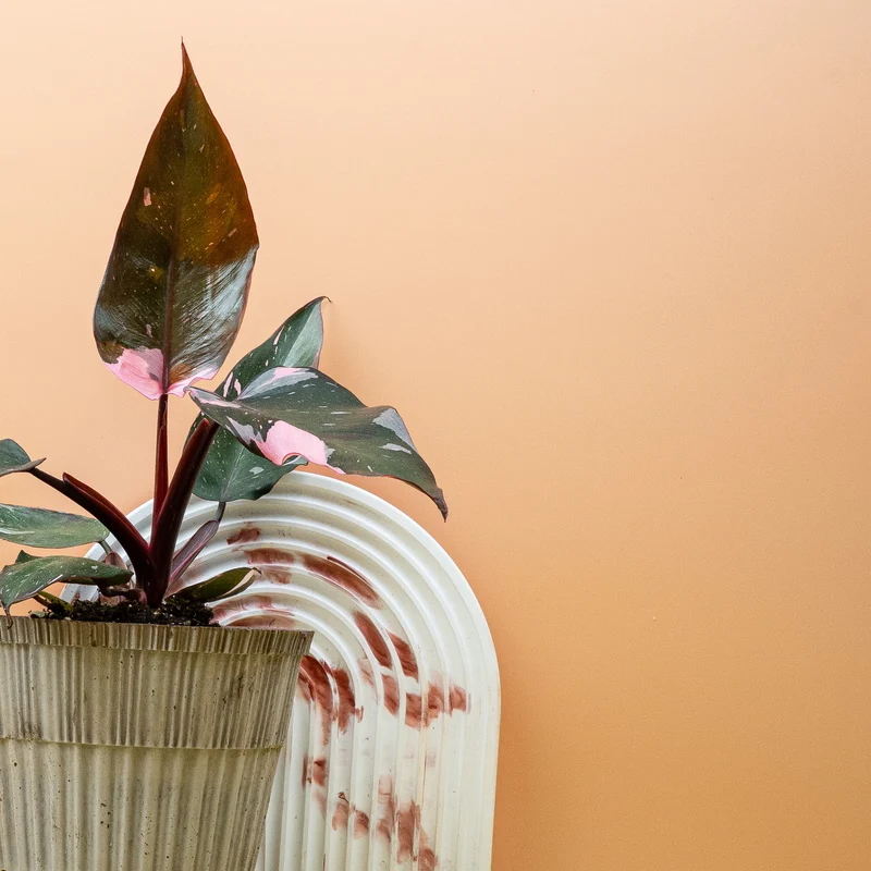 PHILODENDRON RED ANDERSON