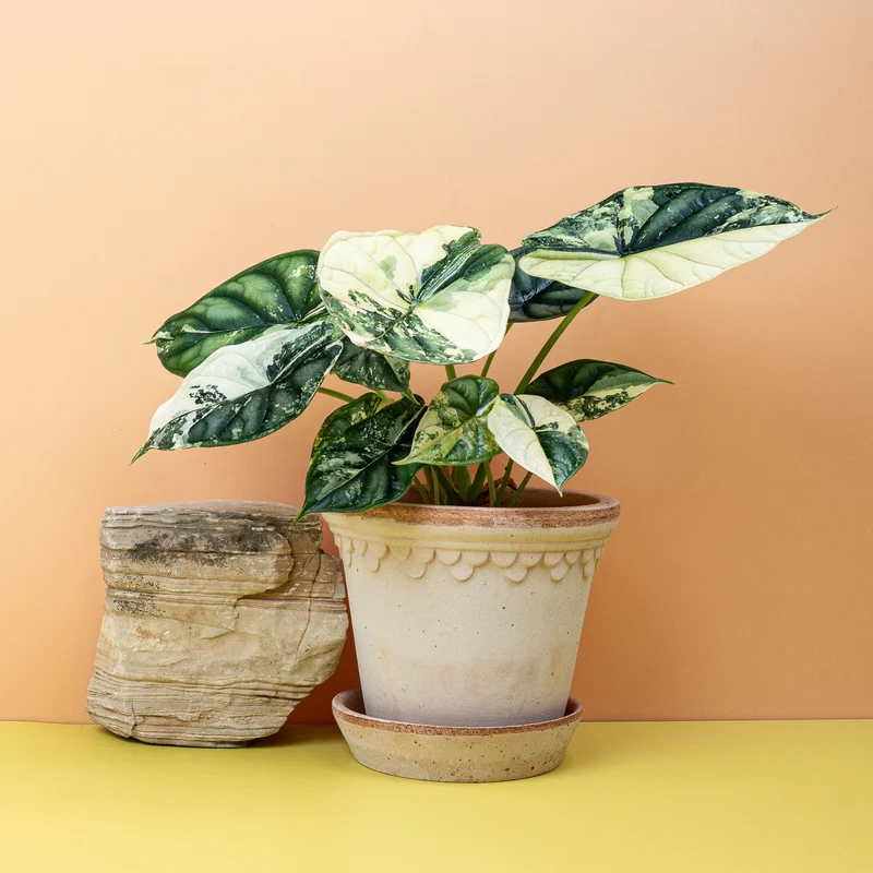 ALOCASIA DRAGON SCALE VARIEGATA