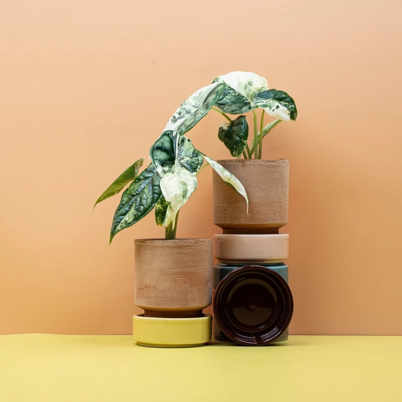 ALOCASIA DRAGON SCALE VARIEGATA