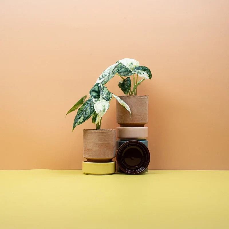 ALOCASIA DRAGON SCALE VARIEGATA