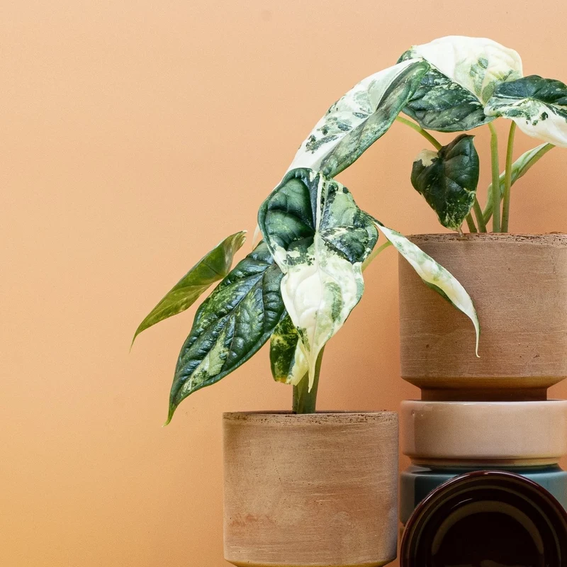 ALOCASIA DRAGON SCALE VARIEGATA
