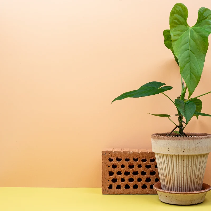 ANTHURIUM BALAOANUM