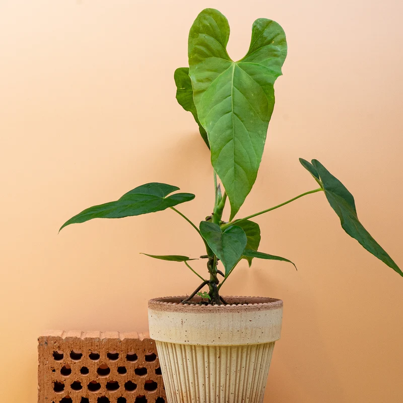 ANTHURIUM BALAOANUM
