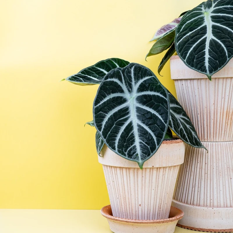 ALOCASIA NINJA