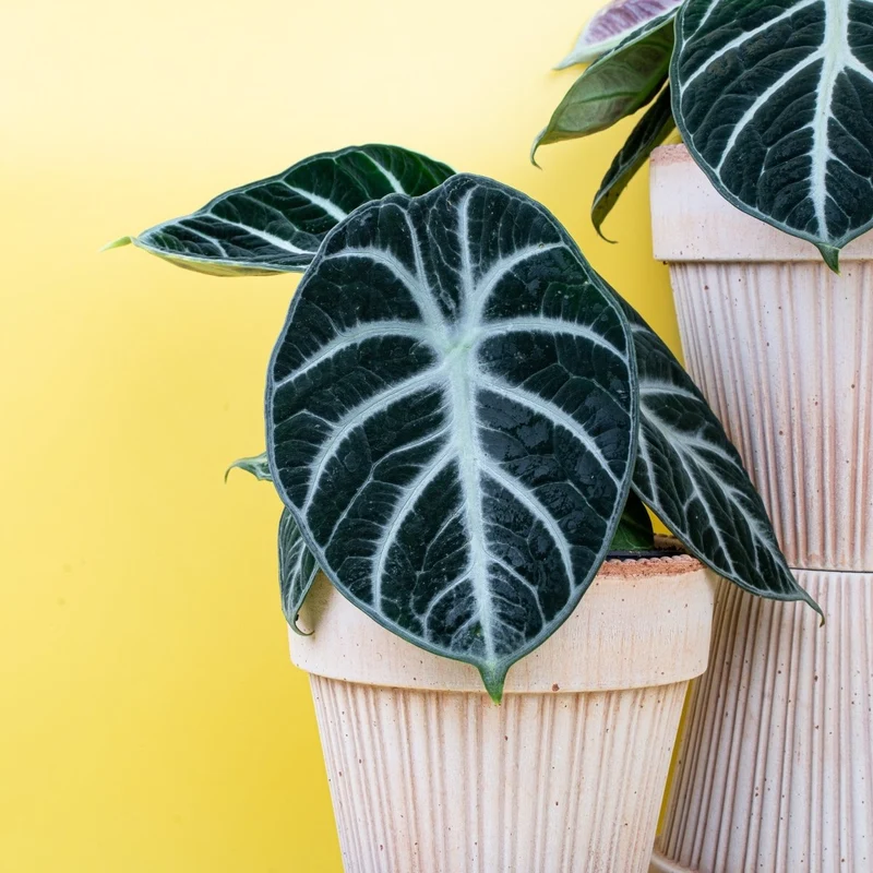 ALOCASIA NINJA