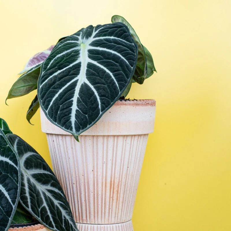 ALOCASIA NINJA