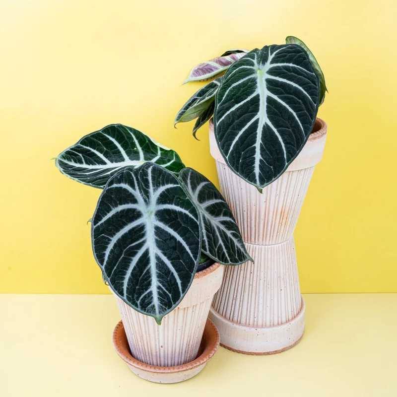 ALOCASIA NINJA