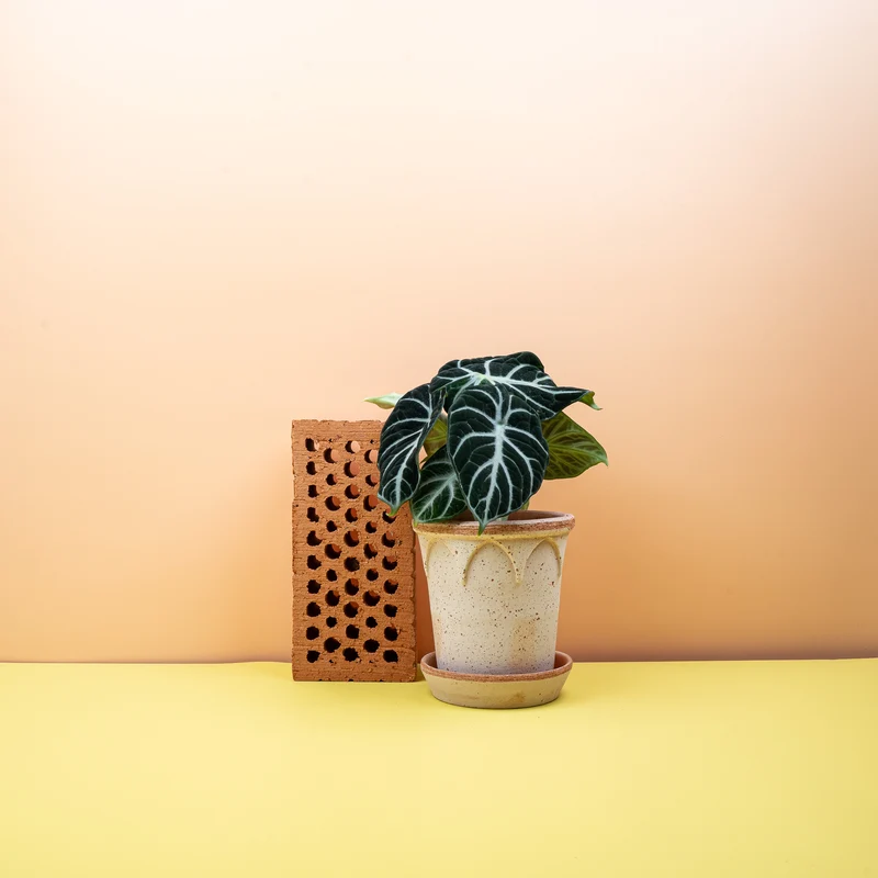 ALOCASIA NINJA