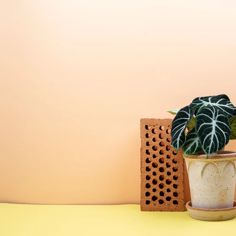 ALOCASIA NINJA