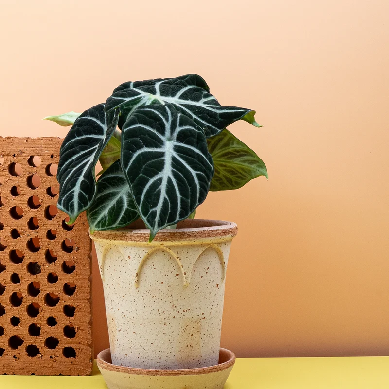 ALOCASIA NINJA