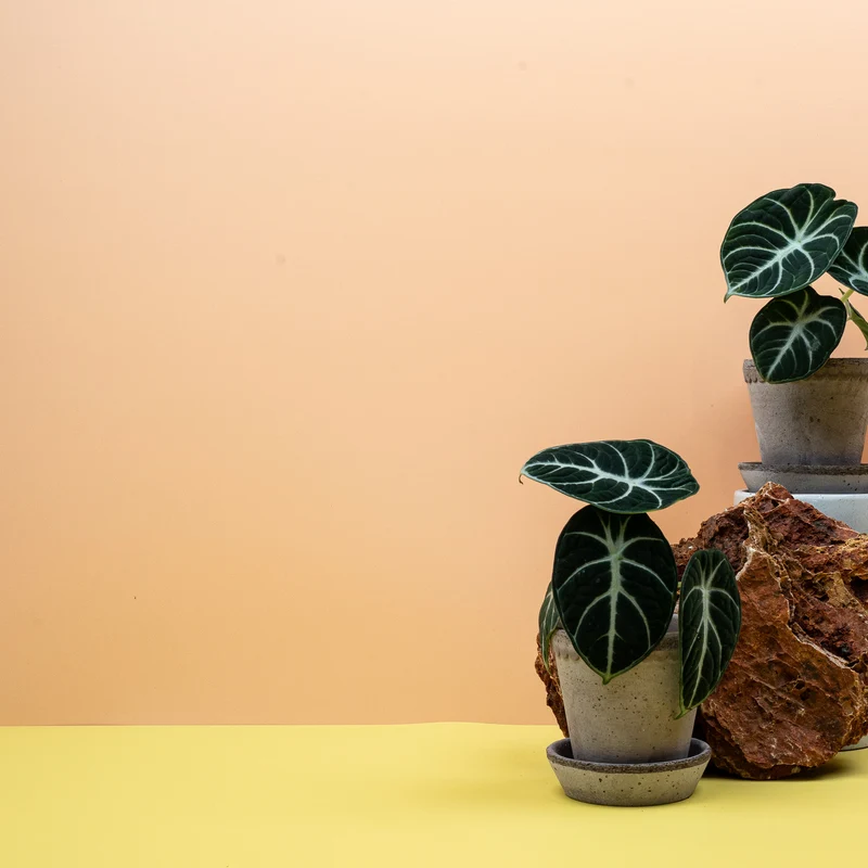 ALOCASIA NINJA