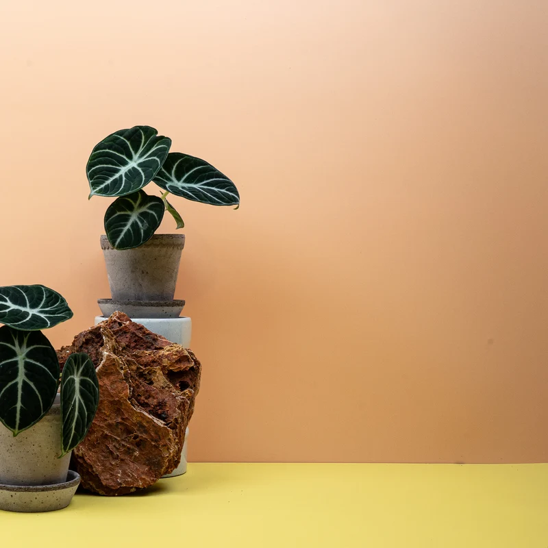 ALOCASIA NINJA