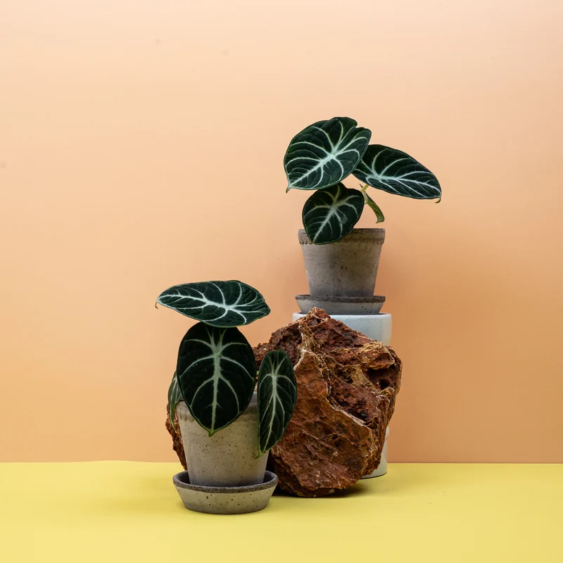 ALOCASIA NINJA