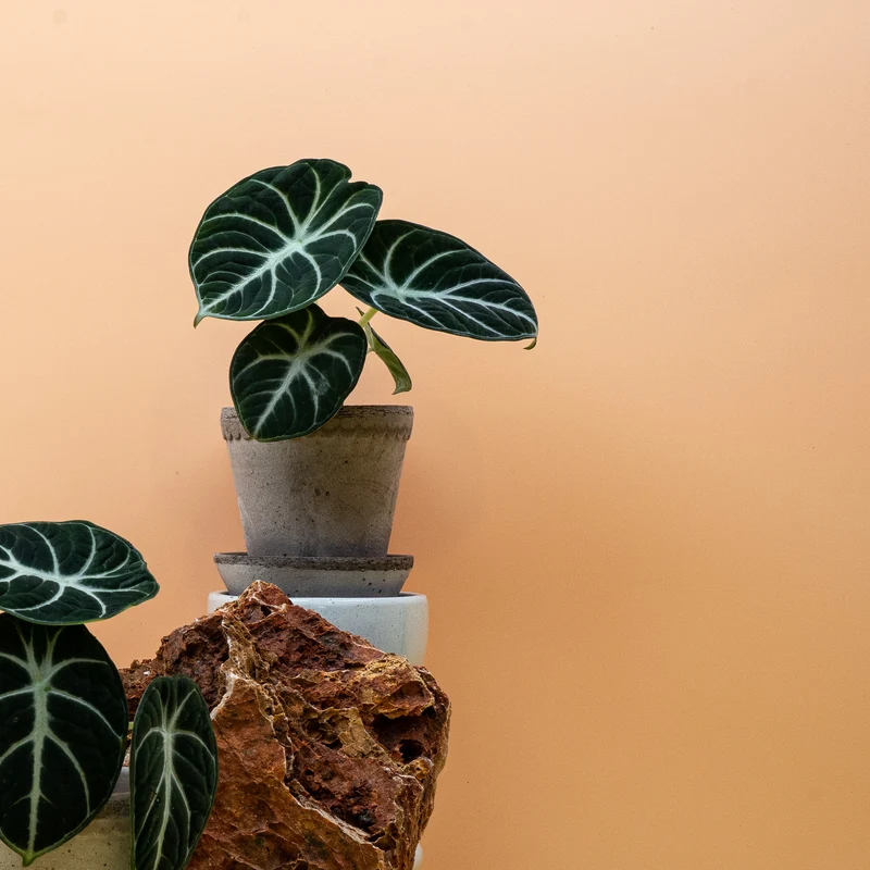 ALOCASIA NINJA