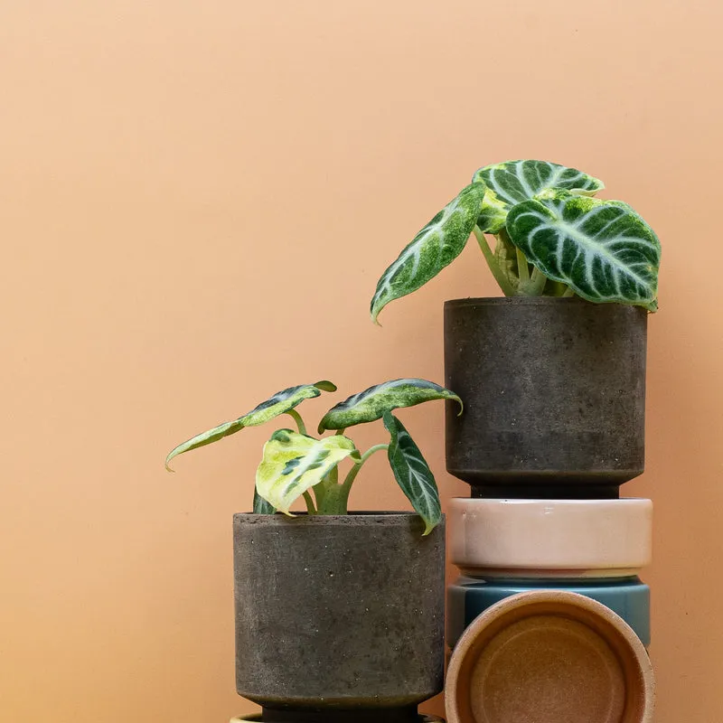 ALOCASIA NINJA VARIEGATA
