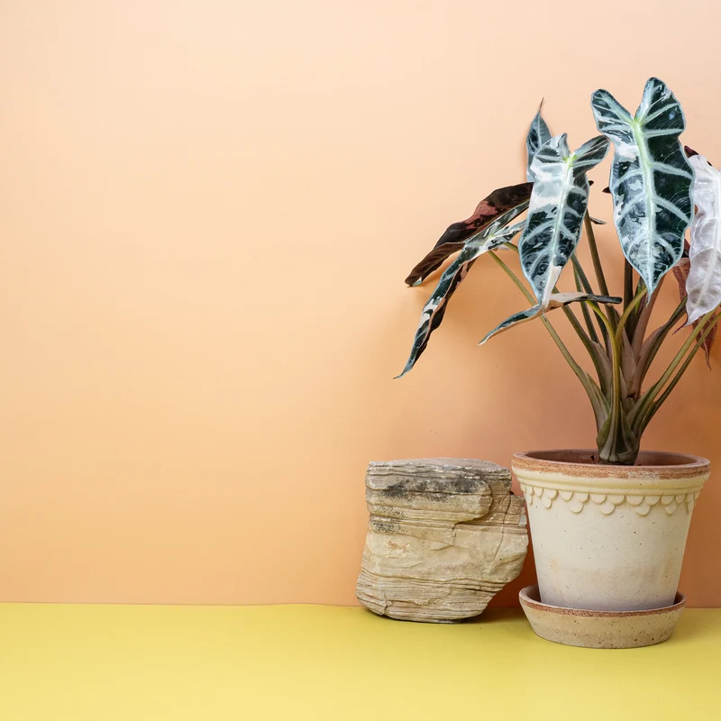 ALOCASIA BAMBINO VARIEGATA