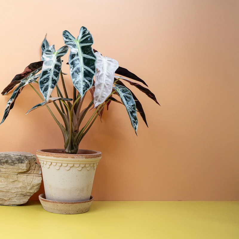 ALOCASIA BAMBINO VARIEGATA