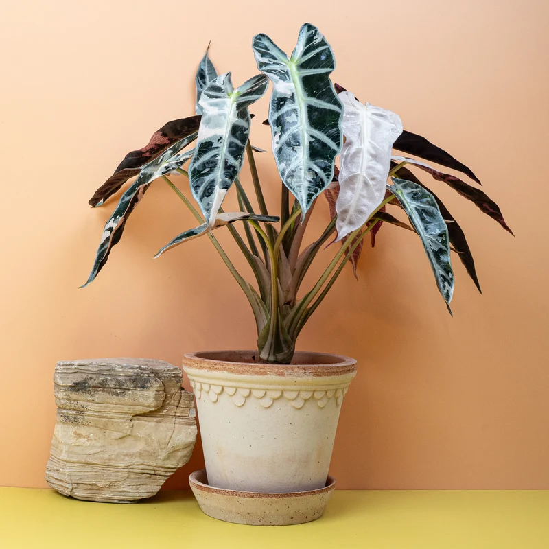 ALOCASIA BAMBINO VARIEGATA