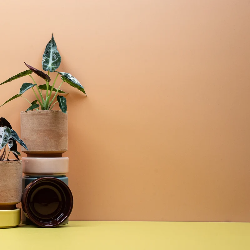 ALOCASIA BAMBINO VARIEGATA