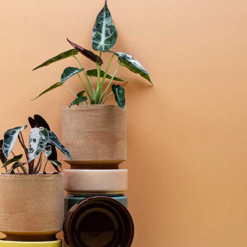 ALOCASIA BAMBINO VARIEGATA
