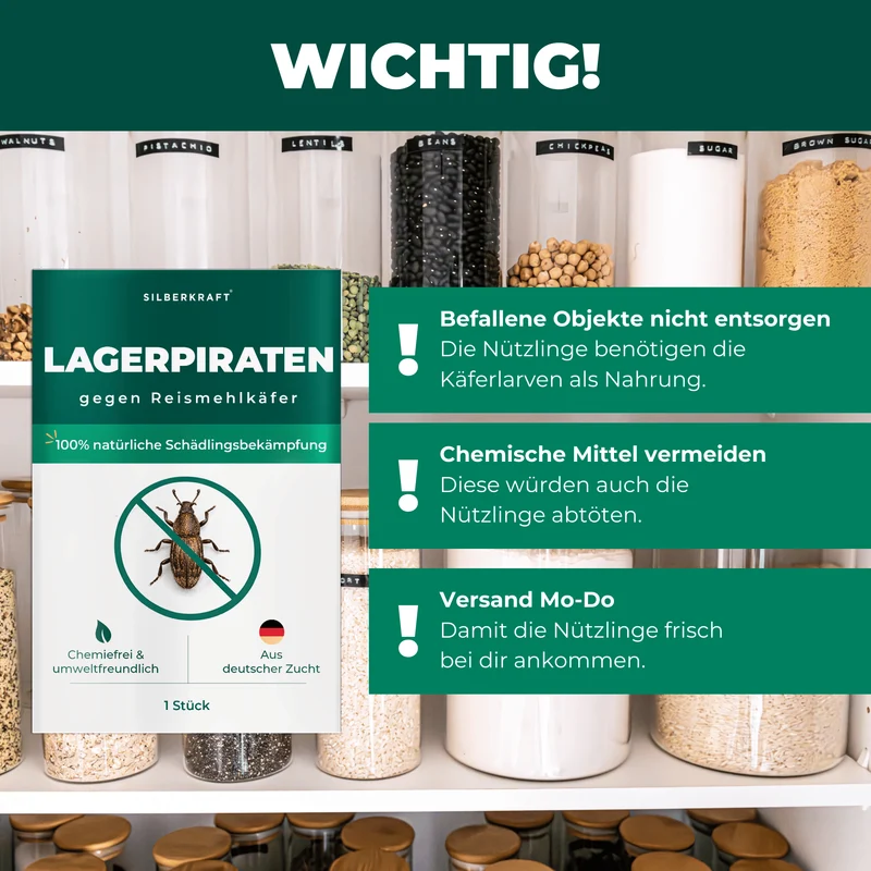Lagerpiraten gegen Reismehlkäfer (Raubwanze Xylocoris Xylocoris flavipes)