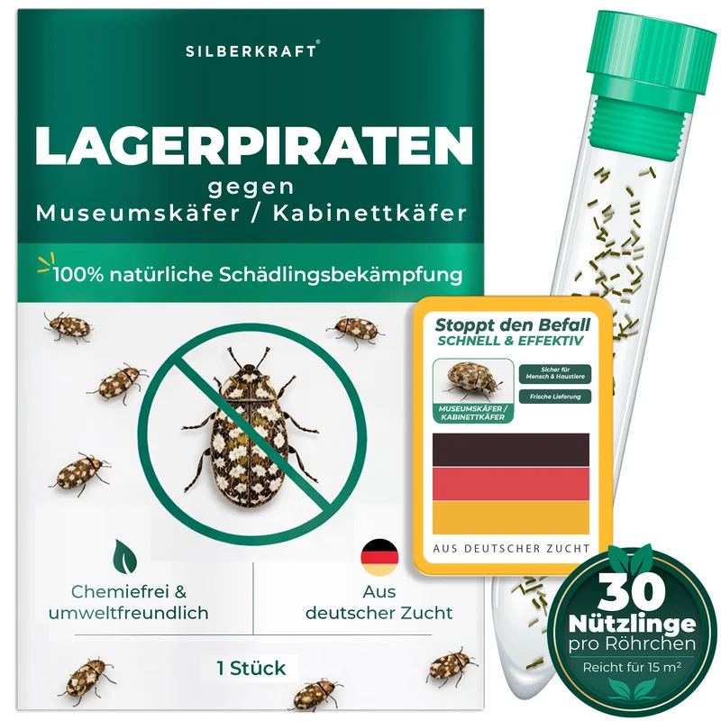 Lagerpiraten gegen Museumskäfer / Kabinettkäfer (Raubwanze Xylocoris Xylocoris flavipes)