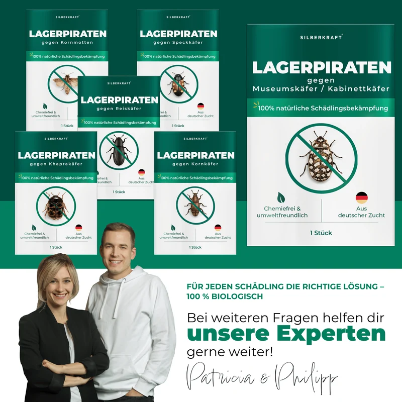 Lagerpiraten gegen Museumskäfer / Kabinettkäfer (Raubwanze Xylocoris Xylocoris flavipes)