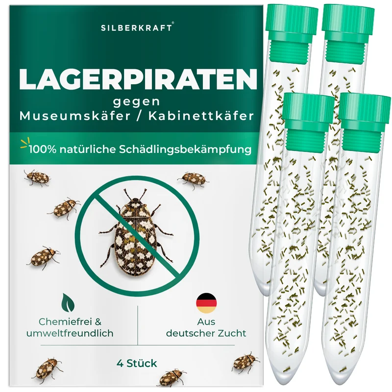 Lagerpiraten gegen Museumskäfer / Kabinettkäfer (Raubwanze Xylocoris Xylocoris flavipes)