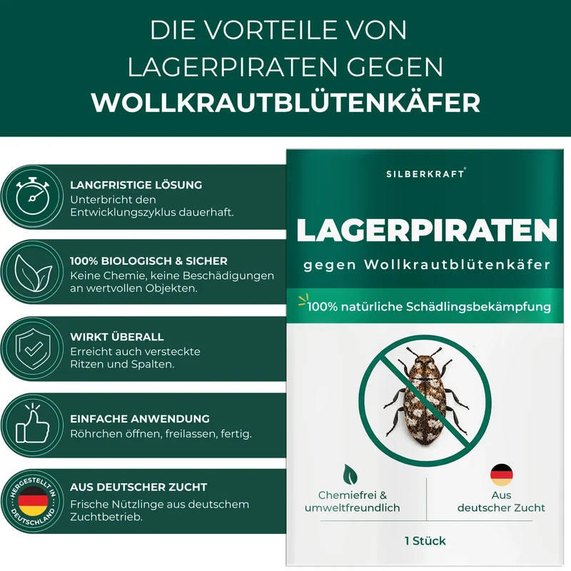 Lagerpiraten gegen Wollkrautblütenkäfer (Raubwanze Xylocoris Xylocoris flavipes)