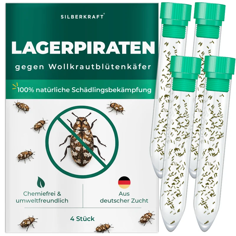 Lagerpiraten gegen Wollkrautblütenkäfer (Raubwanze Xylocoris Xylocoris flavipes)
