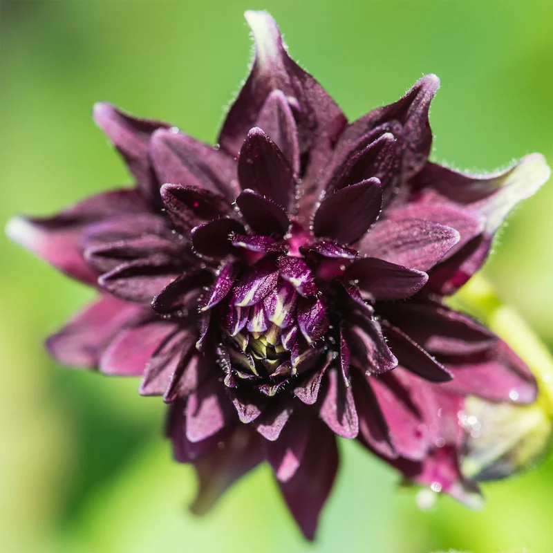 Akelei 'Black Barlow'