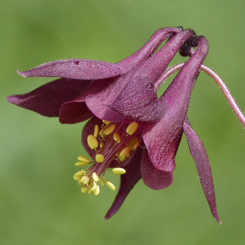 Schwarzviolette Akelei