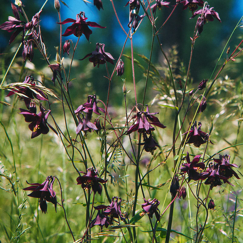 Schwarzviolette Akelei