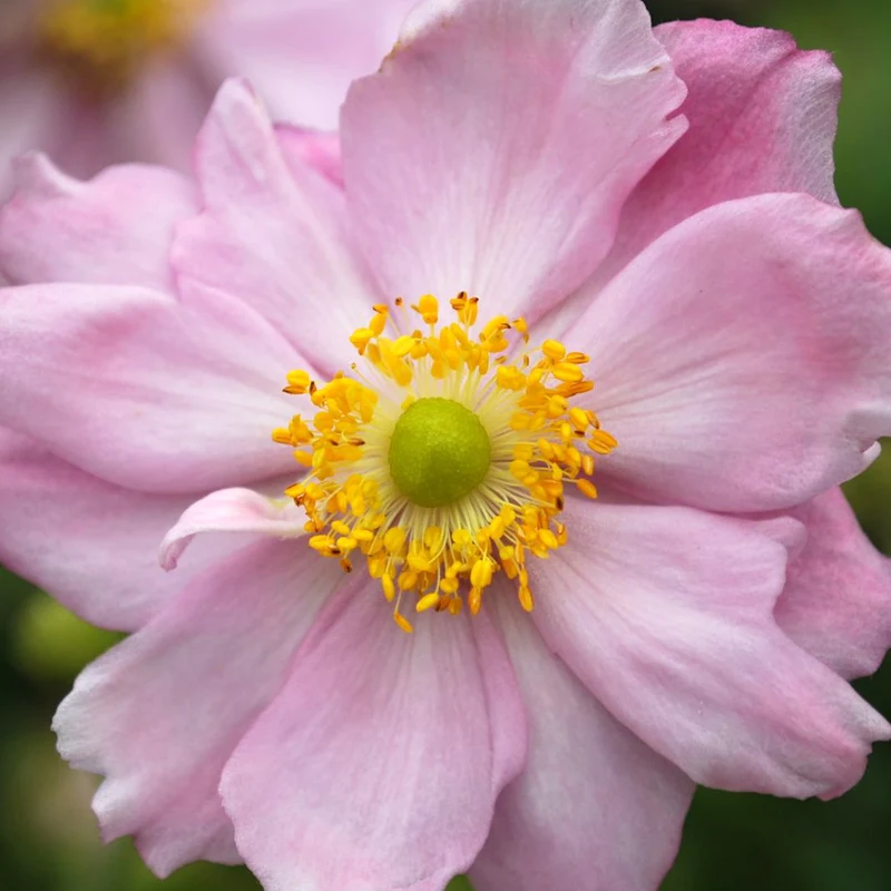 Windröschen 'Queen Charlotte'
