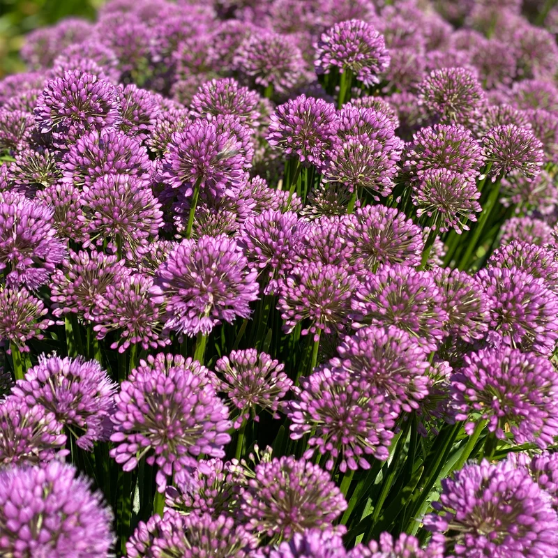 Zierlauch 'Millenium'