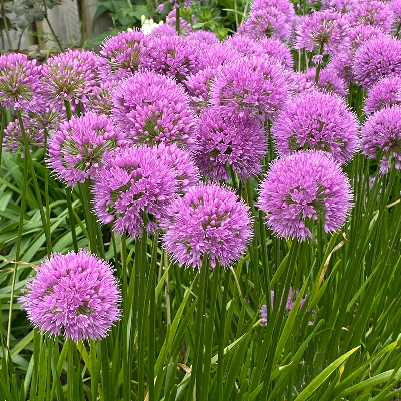 Zierlauch 'Millenium'