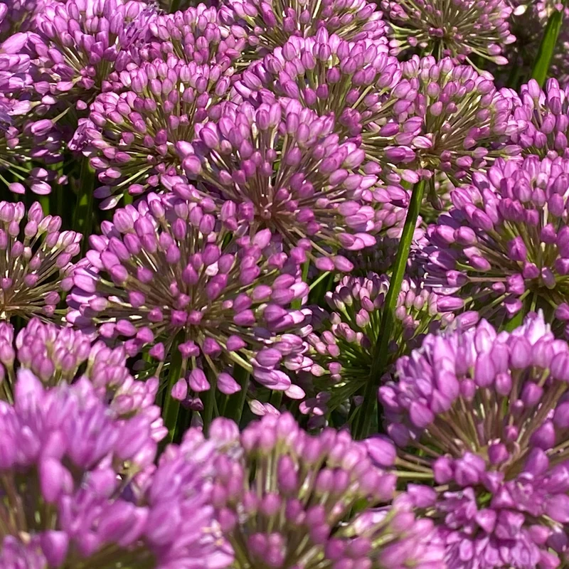 Zierlauch 'Millenium'